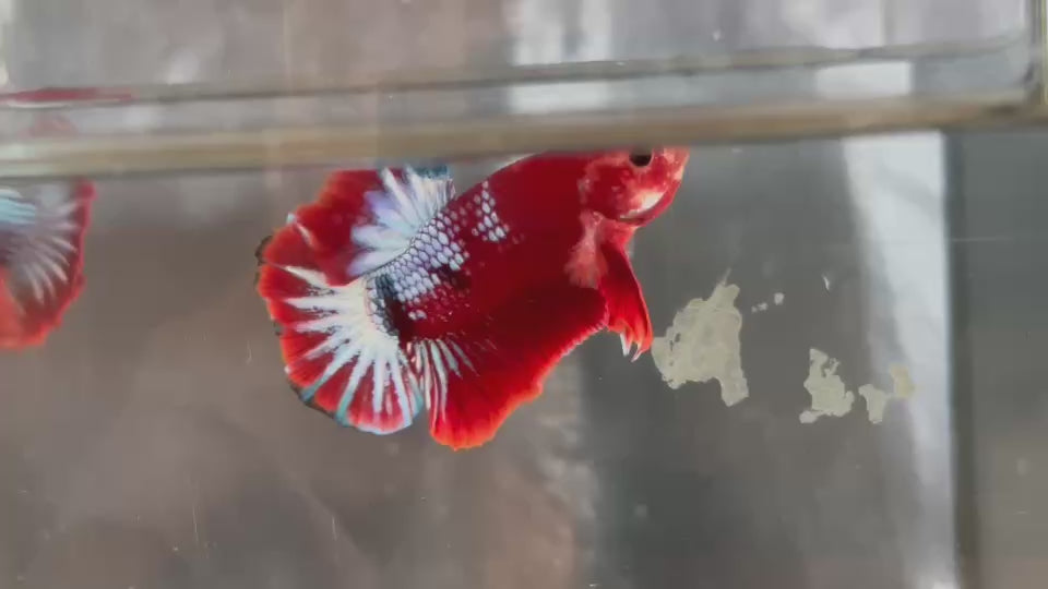 Live Male Betta Red Hellboy Startail Plakat (KSA-A573)High quality what you see what you get!!