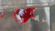 Live Male Betta Red Hellboy Startail Plakat (KSA-A573)High quality what you see what you get!!
