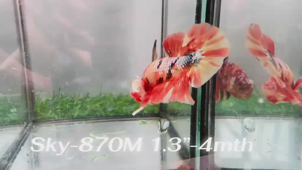 Live Male Betta Galaxy Nemo Plakat (Sky-870)S252 High quality What you see What you get!!