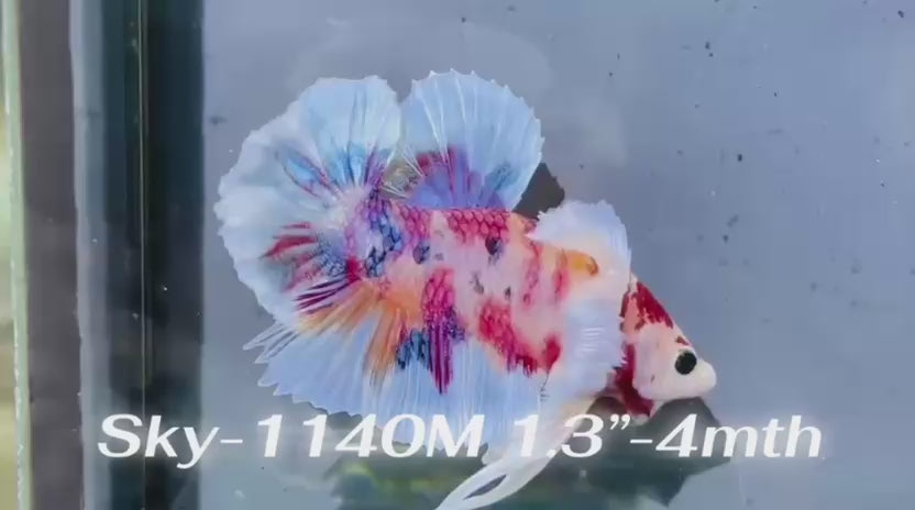 Live Male Betta Candy Multicolors Dumbo big ear Plakat (Sky-1140) High quality What you see What you get!!