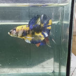 Live Male Betta Yellow Koi Metallic Plakad (TNK-340) High quality what you see what you get!!