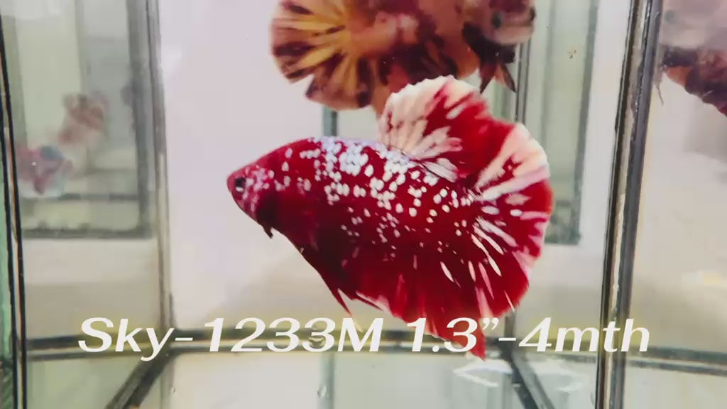 Live Male Betta Red Galaxy Stardust Plakat (Sky-1233) High quality What you see What you get!!