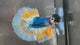 Live Male Betta Yellow Blue Mascot Over Halfmoon (TNK-A800) High quality what you see what you get!!
