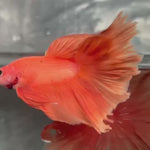 Live Male Betta Super Orange Solid color Over Halfmoon (TNK-A455) High quality What you see What you get!!