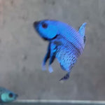 Live Male Betta Blue Alien Hybrid Wild Plakat (BID-169) High quality What you see What you get!!