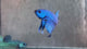 Live Male Betta Blue Alien Hybrid Wild Plakat (BID-169) S191 High quality What you see What you get!!