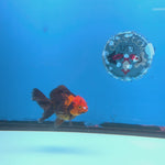 Thai Oranda Apache 2.5” Female(FEB-675)R3B01