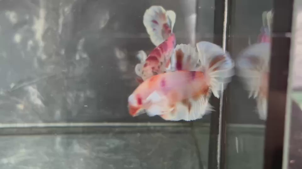 Live Male Betta Candy Koi Dumbo big ear Plakat (TNK-A743) High quality What you see What you get!!