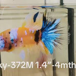 Live Male Betta Yellow Galaxy Koi Halfmoon (Sky-372) S308 High quality What you see What you get!!