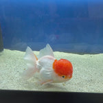Thai Oranda Red Cap White Female 3.5in (FEB-506)R2B18