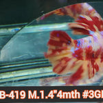 H Live Male Betta Leopard Nemo Metallic Plakat (JUB-419) What you see What you get!