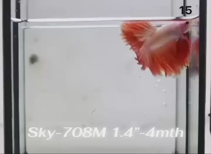 Live Male Betta Fancy Red Bi- colors Halfmoon (Sky-708) S270 High quality What you see What you get!!