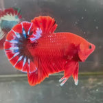Live Male Betta Fancy Red Hellboy Startail Plakat (TNK-A221) High quality What you see What you get!!