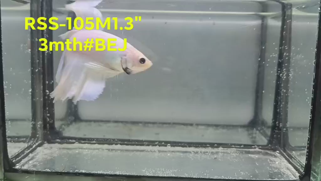 Live Male Betta Fancy Light Cello colors Halfmoon Rosetail (RSS-105) High quality what you see what you get!!