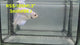 Live Male Betta Fancy Light Cello colors Halfmoon Rosetail (RSS-105) High quality what you see what you get!!