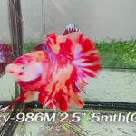 Live Male Betta Fancy Red Koi Giants Plakat (Sky-986)S116 High quality What you see What you get!!