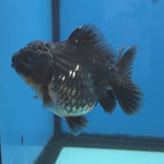 Thai Oranda Kirin Shogun Farm 3.5" Body Female 8mths(FEB-554)R3A02