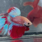 Live Male Betta Fancy Red Hellboy Over Halfmoon (TNK-A685) S040 High quality What you see What you get!!!