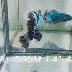 Live Male Betta Blue Black Galaxy Avatar Halfmoon (Sky-595) High quality what you see what you get!!