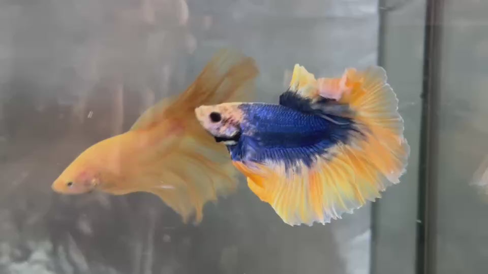 Live Male Betta Yellow Blue Mascot Over Halfmoon (TNK-A846) High quality what you see what you get!!