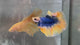 Live Male Betta Yellow Blue Mascot Over Halfmoon (TNK-A846) High quality what you see what you get!!