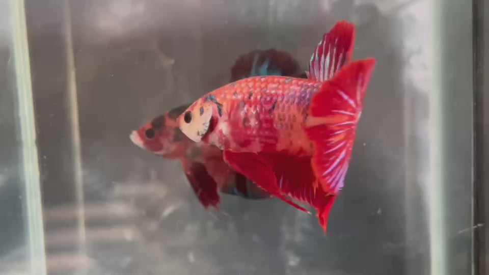 Live Male Betta Red Metallic Koi Giants Plakat (TNK-A511) High quality what you see what you get!!