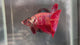 Live Male Betta Red Metallic Koi Giants Plakat (TNK-A511) High quality what you see what you get!!