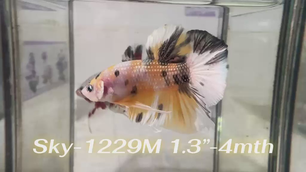 Live Male Betta Yellow Black Tiger Koi Metallic Plakat (Sky-1229) High quality What you see What you get!!