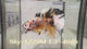 Live Male Betta Yellow Black Tiger Koi Metallic Plakat (Sky-1229) High quality What you see What you get!!