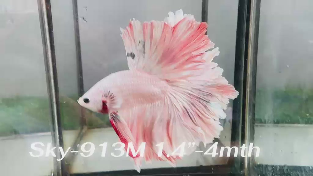 Live Male Betta Fancy Pastel Light Colors Halfmoon Rosetail (Sky-913)CUP High quality What you see What you get!!
