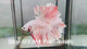 Live Male Betta Fancy Pastel Light Colors Halfmoon Rosetail (Sky-913)CUP High quality What you see What you get!!
