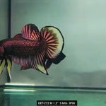 Live Male Betta Copper-Yellow Imbellis Wild Plakad (DET-272) High quality what you see what you get!!