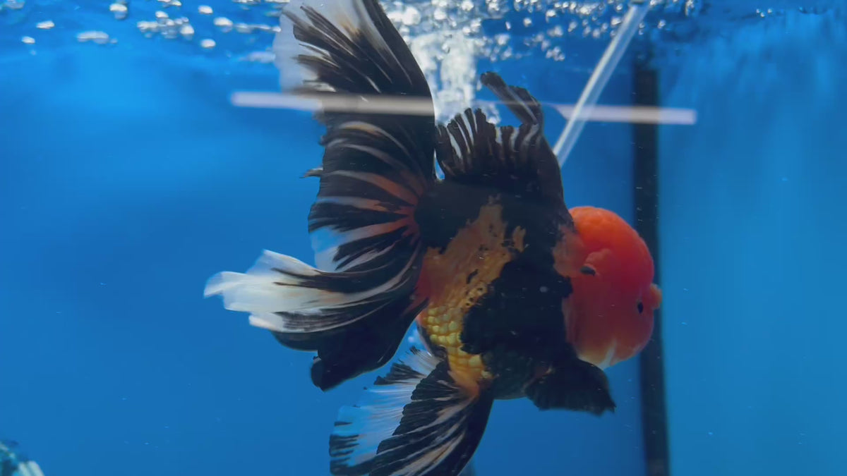 Thai Oranda Apache 3.5” Male(CK-1623)R2A07