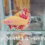 Live Male Betta Vanda Armageddon Plakat (Sky-344) High quality What you see What you get!!