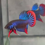 Live Male Betta Blue Red Imbellis Wild Plakat (BID-149)S120 High quality what you see what you get!!