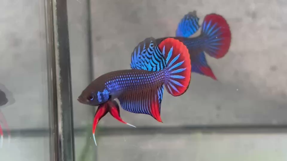 Live Male Betta Blue Red Imbellis Wild Plakat (BID-149)S120 High quality what you see what you get!!