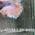 Live Male Betta Fancy Light pastel color Halfmoon Rosetail (Sky-402)High quality what you see what you get!!