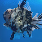 Thai Oranda Tri-Color Tiger 4" Male(NKT-CK-1573)BLUETUB-B