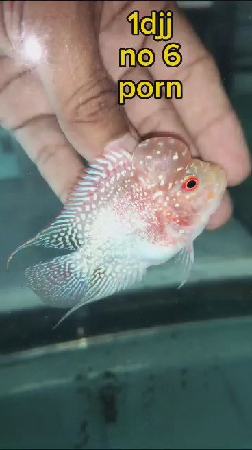 (PORN-6) Super Red Dragon Kamfa Flowerhorn DJJ