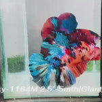Live Male Betta Galaxy Nemo Giants Plakat (Sky-1184) High quality what you see what you get!!