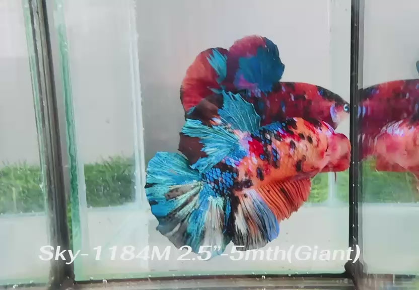 Live Male Betta Galaxy Nemo Giants Plakat (Sky-1184) S273 High quality what you see what you get!!