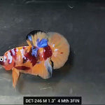 Live Male Betta Nemo Galaxy Plakat (DET-246) High quality what you see what you get!!