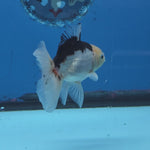 Thai Oranda Panda 2.8 in Body Female (FEB-529)R3A06