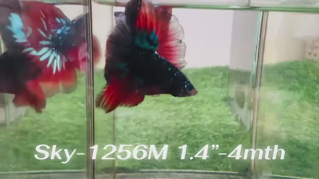 Live Male Betta Black Galaxy Avatar Halfmoon (Sky-1256) High quality What you see What you get!!