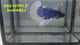 Live Male Betta Blue Butterfly Halfmoon (RSS-107) High quality what you see what you get!!