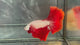 Live Male Betta Red Dragon Over Halfmoon (TNK-A792) High quality what you see what you get!!
