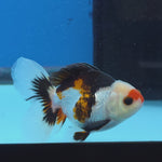 Thai Oranda Tri Color 3 in Body Male (FEB-522)R3A07