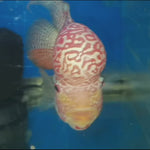 Live Freshwater Golden Base Kamfa Fry 1.00-2.00" Flowerhorn by Snow X Breed Thailand