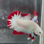 Live Male Betta Red Snow Dragon Plakat (TNK-A701) High quality what you see what you get!!