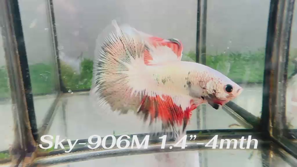 Live Male Betta Fancy Dragon Halfmoon (Sky-906)S270✔️ High quality What you see What you get!!